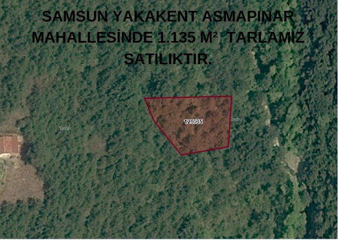 SAMSUN YAKAKENT ASMAPINAR MAHALLESİNDE 1.135 M²  TARLAMIZ SATILIKTIR. - SAMSUN YAKAKENT fotoğraf 6
